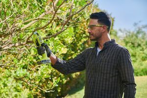 Акумуляторні секатори RYOBI: надійні помічники у саду навесні. фото