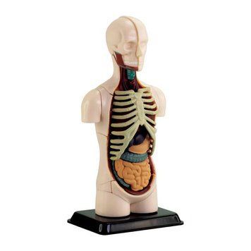Модель тулуба людини Edu-Toys збірна 12,7 см (SK008) dt_2560 фото
