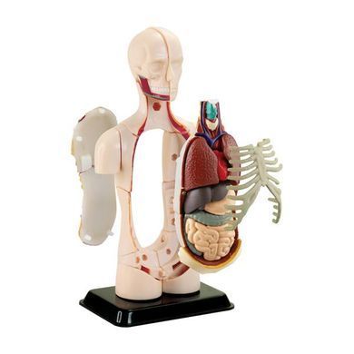 Модель тулуба людини Edu-Toys збірна 12,7 см (SK008) dt_2560 фото