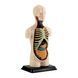 Модель тулуба людини Edu-Toys збірна 12,7 см (SK008) dt_2560