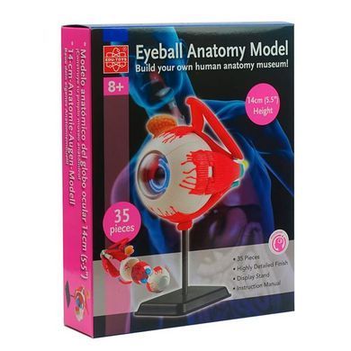 Модель глазного яблока Edu-Toys сборная 14 см (SK007) dt_2561 фото