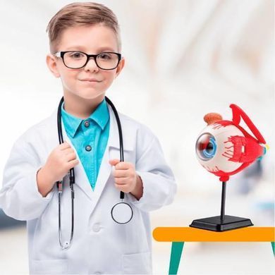 Модель глазного яблока Edu-Toys сборная 14 см (SK007) dt_2561 фото