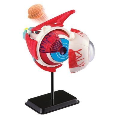 Модель глазного яблока Edu-Toys сборная 14 см (SK007) dt_2561 фото