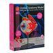 Модель глазного яблока Edu-Toys сборная 14 см (SK007) dt_2561