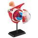 Модель глазного яблока Edu-Toys сборная 14 см (SK007) dt_2561
