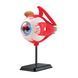 Модель глазного яблока Edu-Toys сборная 14 см (SK007) dt_2561