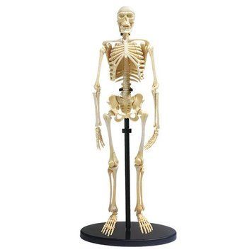 Модель скелета людини Edu-Toys збірна 24 см (SK057) dt_2563 фото