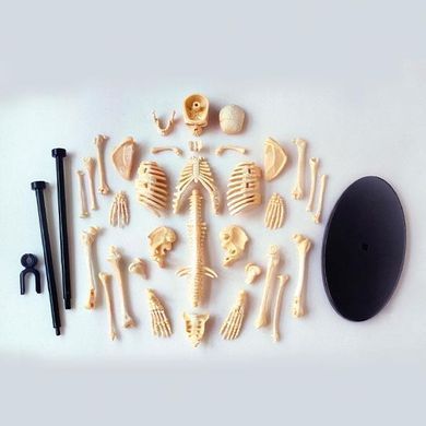 Модель скелета людини Edu-Toys збірна 24 см (SK057) dt_2563 фото