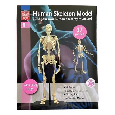Модель скелета людини Edu-Toys збірна 24 см (SK057) dt_2563 фото