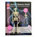 Модель скелета людини Edu-Toys збірна 24 см (SK057) dt_2563