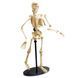 Модель скелета людини Edu-Toys збірна 24 см (SK057) dt_2563