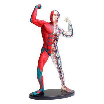 Модель м'язів і скелета людини Edu-Toys збірна 19 см (SK056) dt_2564 фото