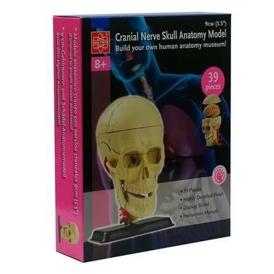 Модель черепа з нервами Edu-Toys збірна 9 см (SK010) dt_2565 фото