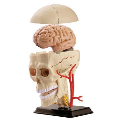 Модель черепа з нервами Edu-Toys збірна 9 см (SK010) dt_2565 фото