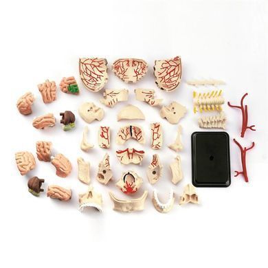 Модель черепа з нервами Edu-Toys збірна 9 см (SK010) dt_2565 фото