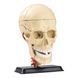 Модель черепа з нервами Edu-Toys збірна 9 см (SK010) dt_2565