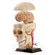 Модель черепа з нервами Edu-Toys збірна 9 см (SK010) dt_2565