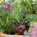 Капельница конечная компенсирует Gardena 1-8 л/ч 08316-29.000