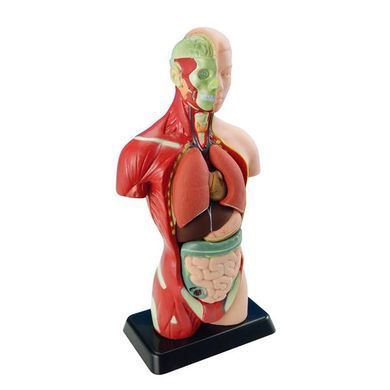 Анатомічна модель людини Edu-Toys збірна 27 см (MK027) dt_2585 фото