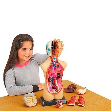 Анатомічна модель людини Edu-Toys збірна 27 см (MK027) dt_2585 фото
