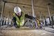 Пила дискова акумуляторна DeWALT DCS579NT DCS579NT