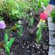 Gruntek Garden 270 мм. 295454207