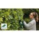 Кущоріз електричний BOSCH EasyHedgeCut 55 (0600847C02) 0600847C02