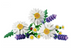 Конструктор LEGO Botanicals Ромашки 133 Подробности (11508) dt_186504