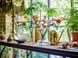 Конструктор LEGO Icons Botanicals Цвіт вишні (380050)