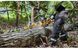 Пила ланцюгова акумуляторна безщіткова DeWALT DCMCS574X1
