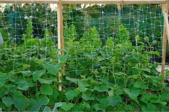 Сітка шпалерна 15*17"AgroStar"1.7*500 м