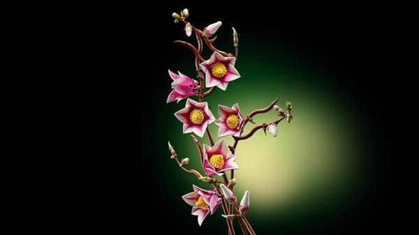 Конструктор LEGO&reg; Botanicals Ветки магнолии 435 деталей (11510) dt_186723 фото