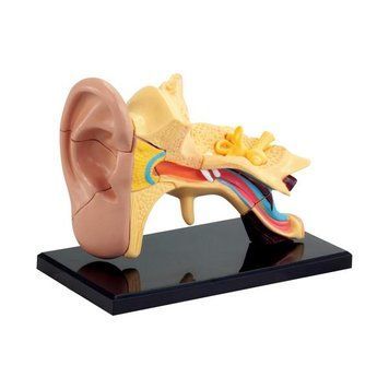 Модель анатомія вуха Edu-Toys збірна 7,7 см (SK012) dt_2536 фото