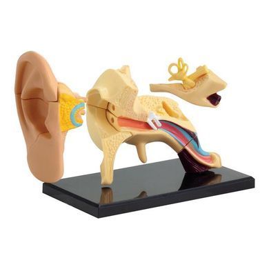 Модель анатомія вуха Edu-Toys збірна 7,7 см (SK012) dt_2536 фото