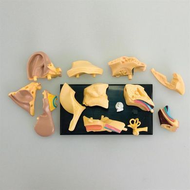 Модель анатомія вуха Edu-Toys збірна 7,7 см (SK012) dt_2536 фото