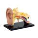 Модель анатомія вуха Edu-Toys збірна 7,7 см (SK012) dt_2536