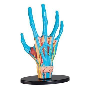 Модель руки Edu-Toys збірна 16,5 см (SK058) dt_2548 фото