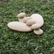 Деревянные блоки Guidecraft Natural Play Округлые камешки (G6771) dt_2263