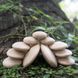Деревянные блоки Guidecraft Natural Play Округлые камешки (G6771) dt_2263
