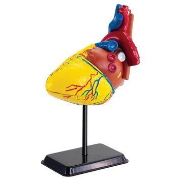 Модель серця людини Edu-Toys збірна 14 см (SK009) dt_2559 фото