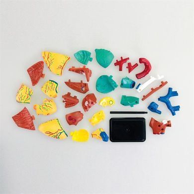 Модель сердца человека Edu-Toys сборная 14 см (SK009) dt_2559 фото