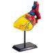 Модель сердца человека Edu-Toys сборная 14 см (SK009) dt_2559